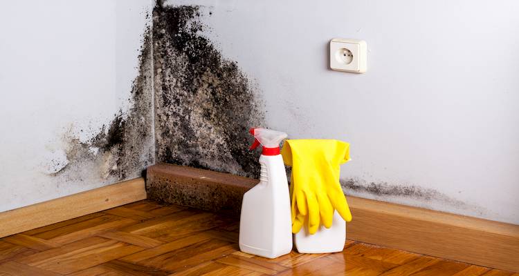 cleaning mould