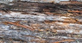 Detecting, Diagnosing and Treating Dry and Wet Rot