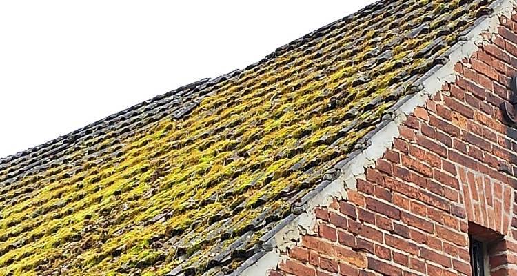 moss on house roof