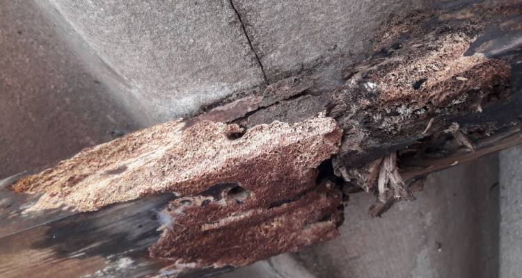 rotting roof timbers