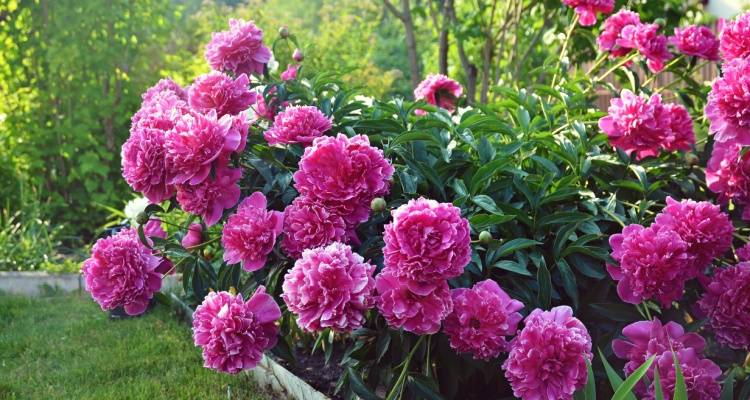 peony in garden