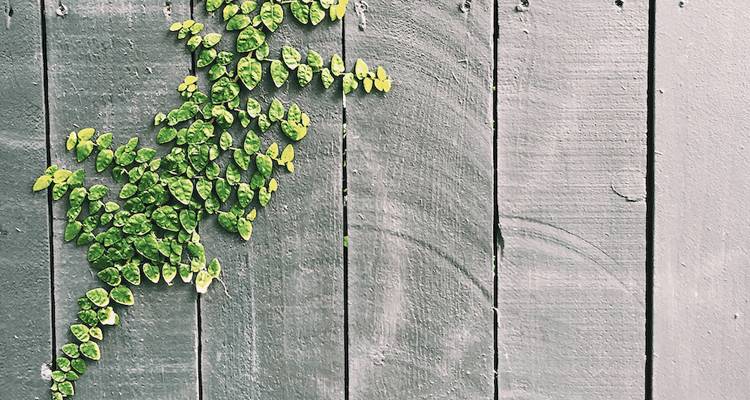 Grey fence panels with plant