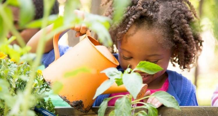 young child watering plant in garden