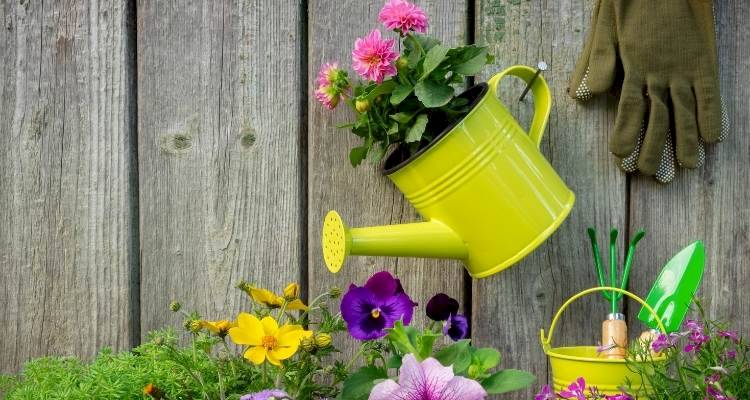 bright flowers in watering can