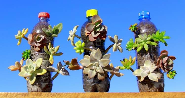 Cactus growing in plastic bottles