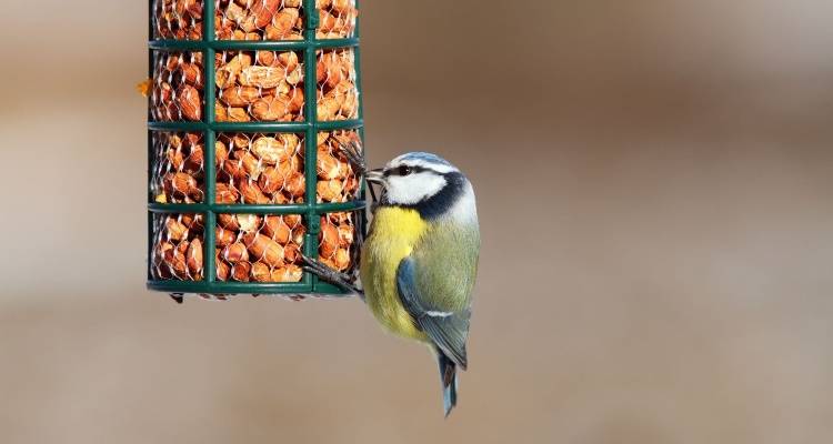 bird on bird feeder