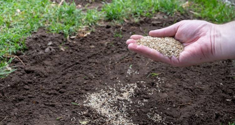 person reseeding lawn