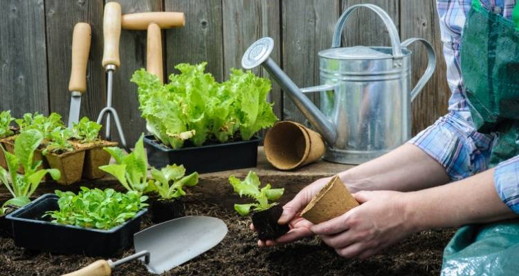 person planting