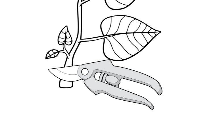 How to cut the stem of Japanese knotweed step 2