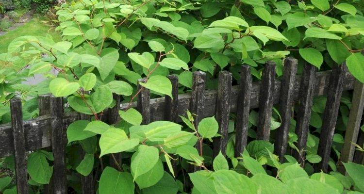 Japanese knotweed