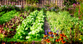 Growing your own Vegetable Patch
