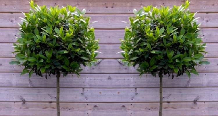 trimmingtreecost11