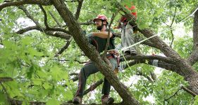 Cost of Tree Trimming