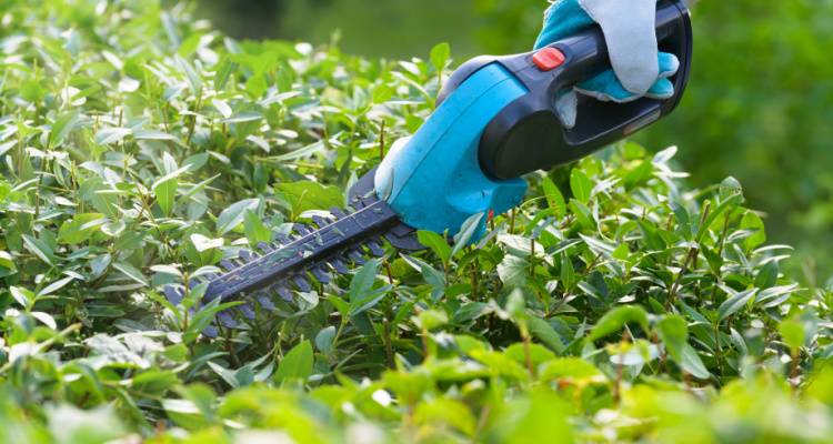 person cutting hedge