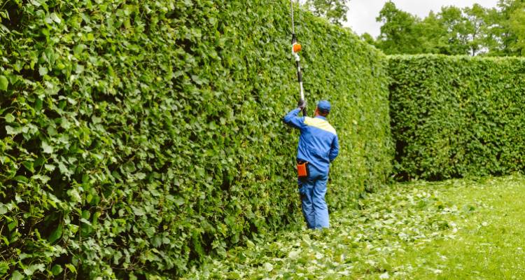 person cutting hedge