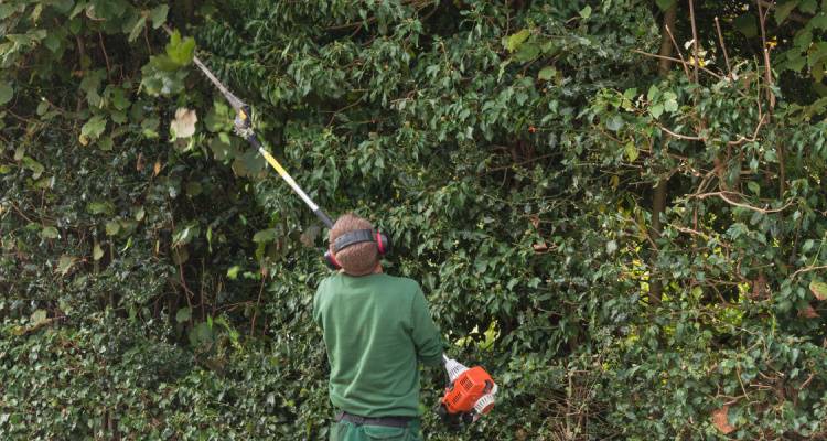 person cutting hedge