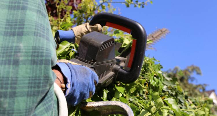 person cutting hedge