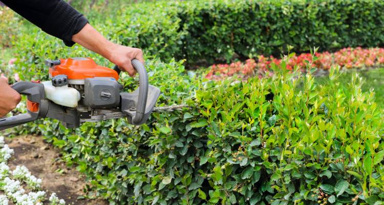 person cutting hedge