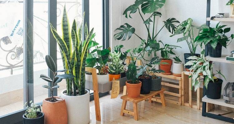 house plants in corner of room