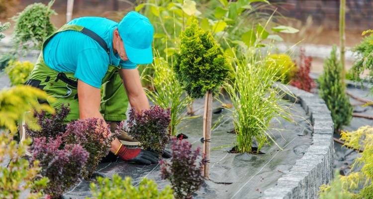 gardener