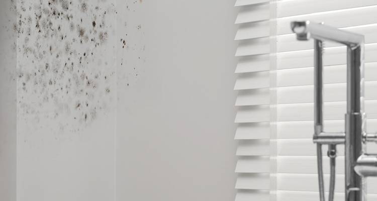 mould in bathroom