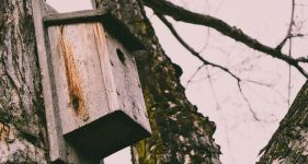 How to Build a Bird Box in Your Garden