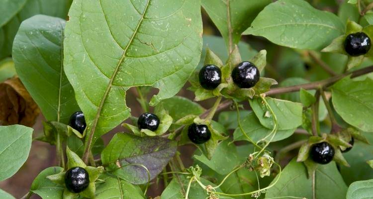 Deadly nightshade plant with berries
