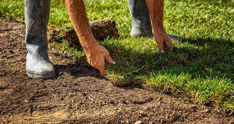 person laying lawn in garden