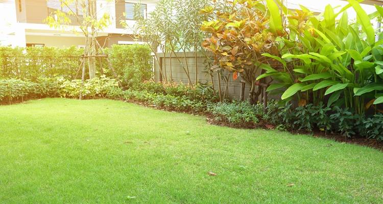 garden with hedges