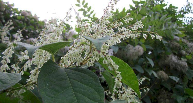 Japanese Knotweed Removal Costs
