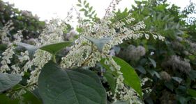 Japanese Knotweed Removal Cost