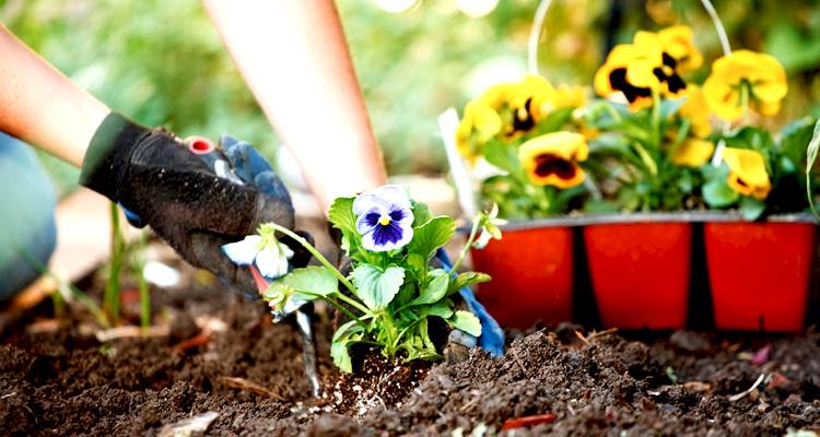 Planting flowers