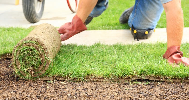 person laying turf