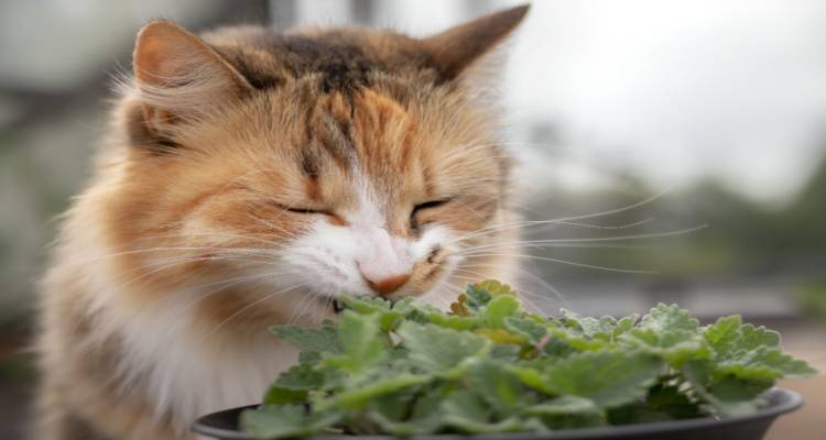 cat eating plant