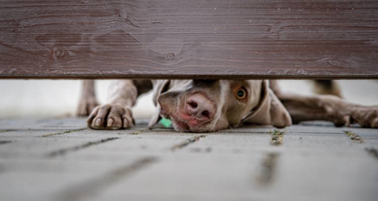 dog peeping under fence