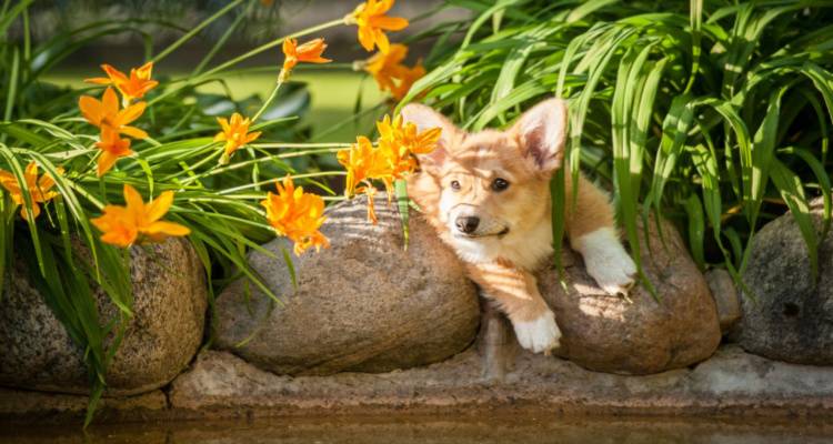 corgi stuck on wall