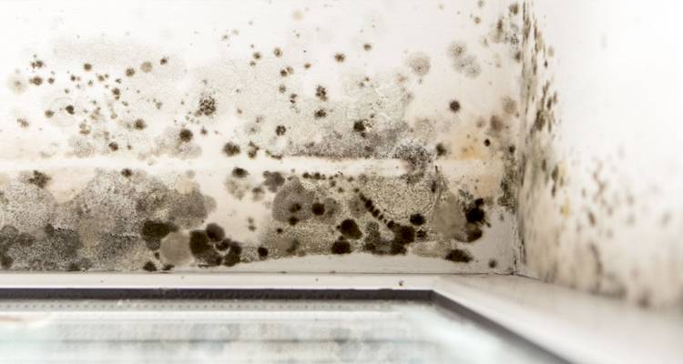 Black mould