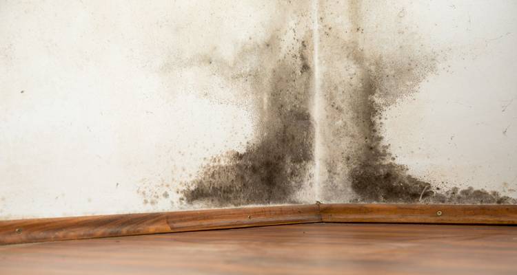 Mould on wall