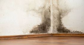 Cost of Mould Removal