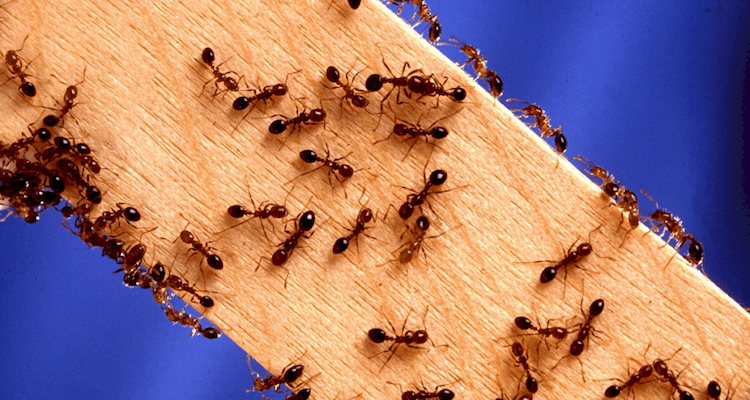 Pest control ants costs