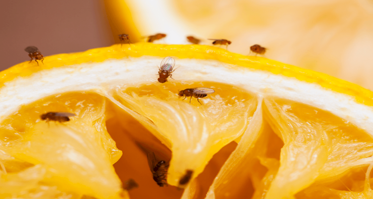 Average cost of pest control discount