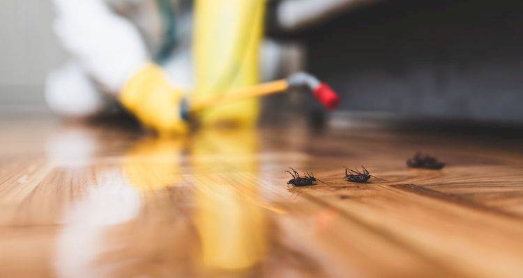 Pest control labour costs