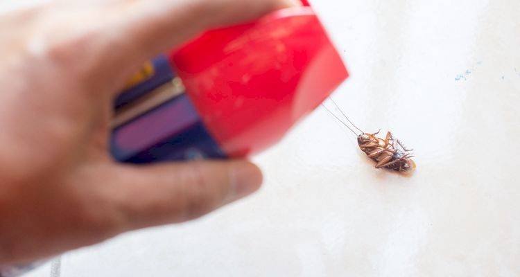DIY beetle spray
