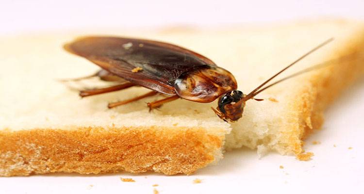 Cockroach