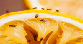 Pest Control Cost