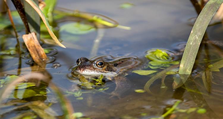 frog in a pond