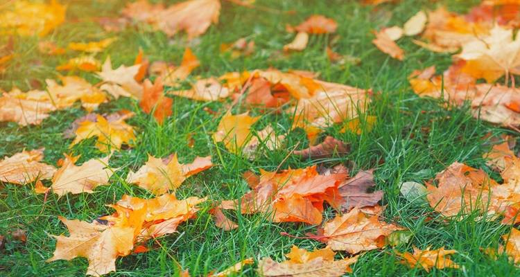 Quick Wins: 30-Minute Autumn Updates for Any Room