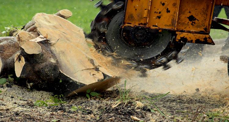 removing tree stump