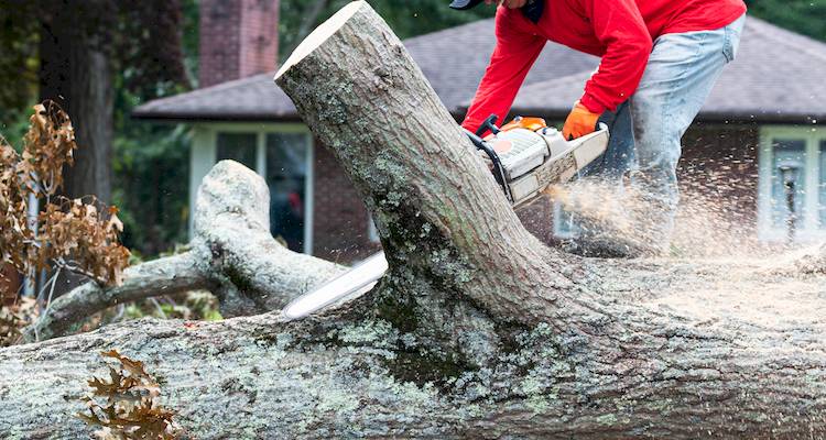 removing tree stump