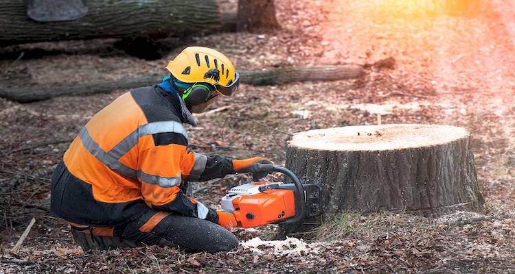 removing tree stump